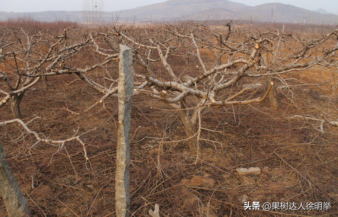 桃树产业,桃树园的发展方向