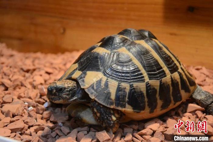 龟仙人被判刑了吗,浙江温岭野生动物案