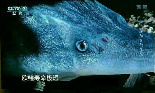 欧鰉寿命极短？不不不，欧鰉寿命极长！
