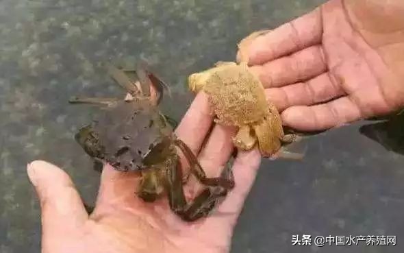 水草旺盛怎么还是爆藻,水草长得快说明水质好