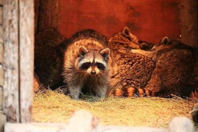 白鹿仓欢迎大家来白鹿仓观看直播,白鹿仓冰雪海洋旅游