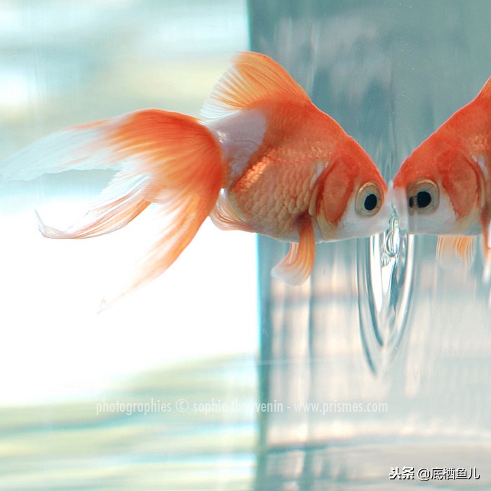 古法养鱼室外怎么过冬浙江,北方古法养鱼怎么过冬