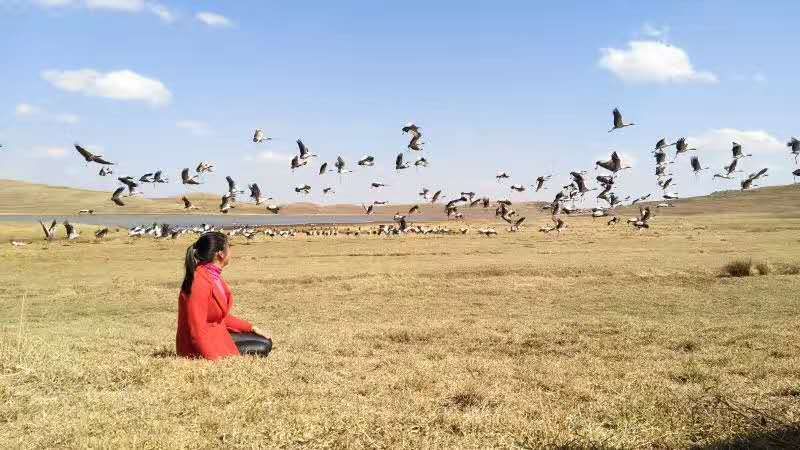 云南昭通大山包黑颈鹤攻略,云南黑颈鹤旅游