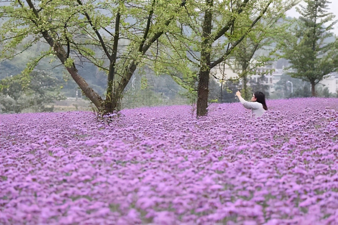 九江哪个地方有花海,江西九江花海