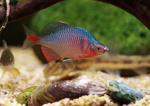 小河里常见这种漂亮小鱼,小河里有哪些常见的鱼儿