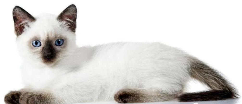 养猫新手怎么选猫,养猫新手怎么选粮