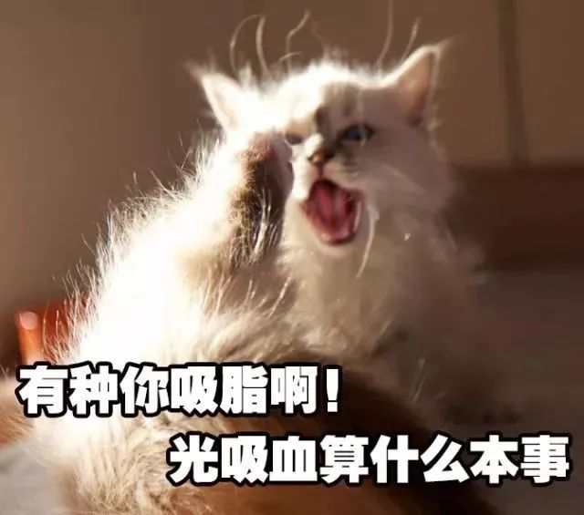 夏天驱蚊对猫有影响吗,夏天喷洒什么药杀死蚊子苍蝇