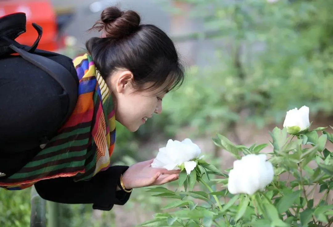 华酝牡丹园紫藤花,华酝牡丹园格桑花