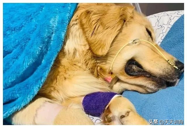 狗狗吞了牙签自救的方法,狗狗误吞异物排不出来怎么办