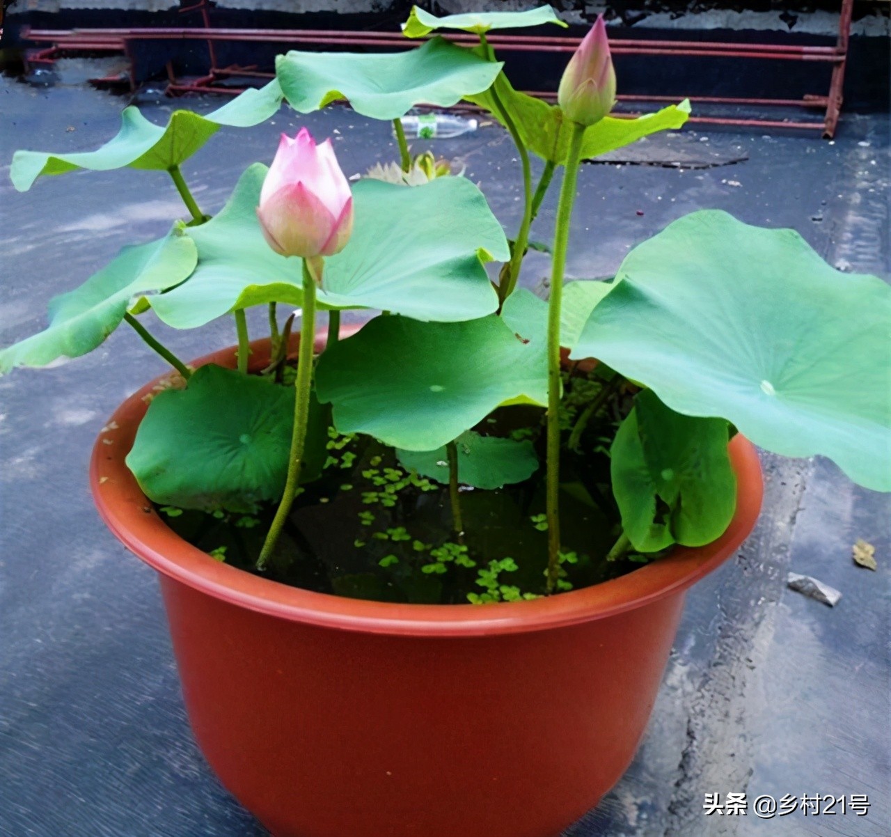 盆栽荷花种植的正确方法,盆栽荷花技巧与方法