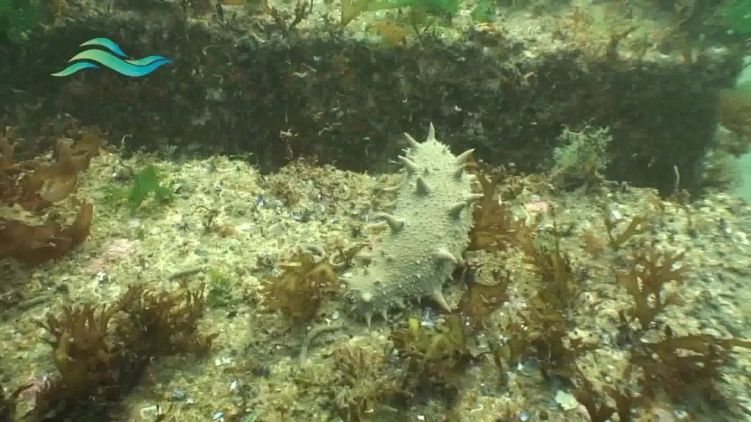 5万亩海洋牧场,青岛最大海洋牧场