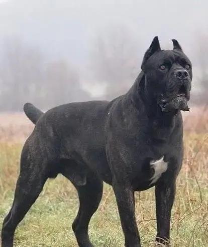 世界各国大型猛犬排名,世界各国猛犬排名