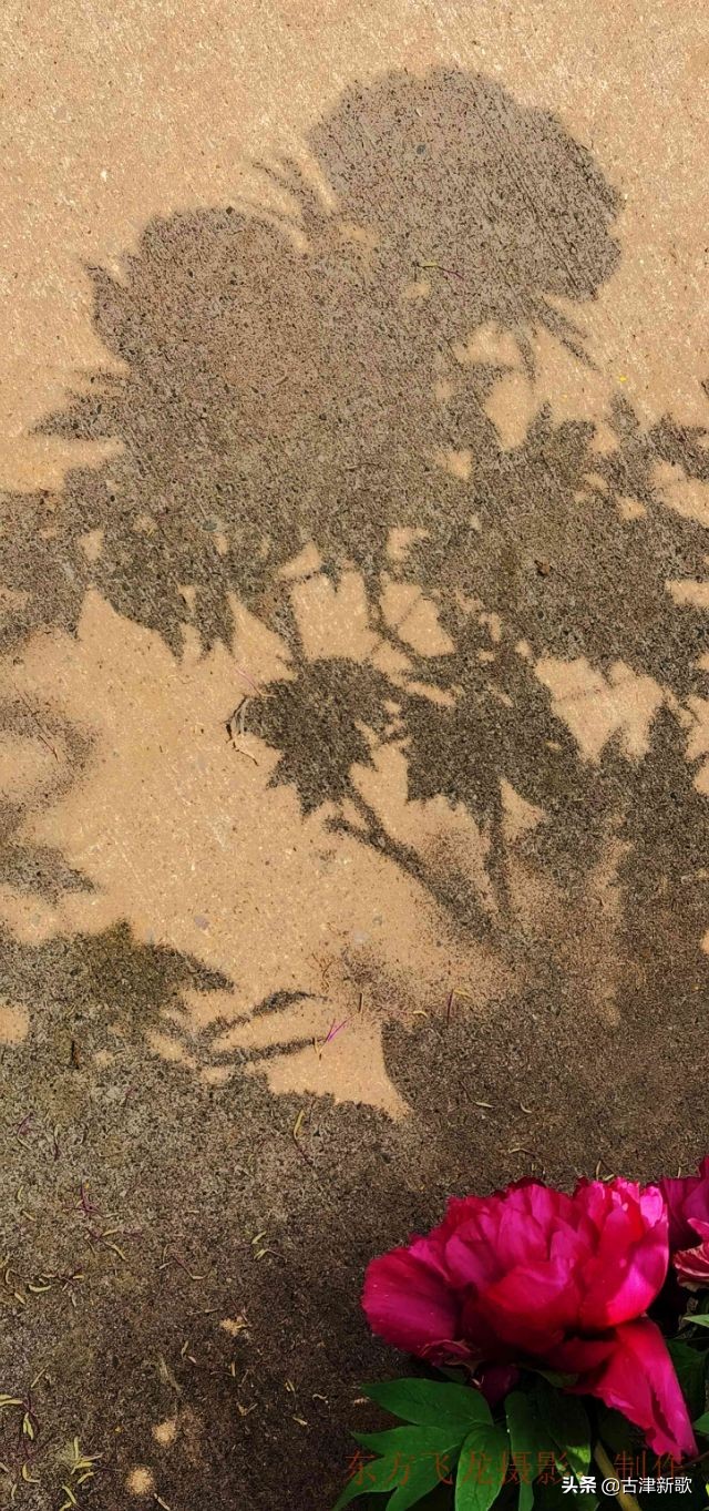 最美牡丹诗词20首,研究牡丹花