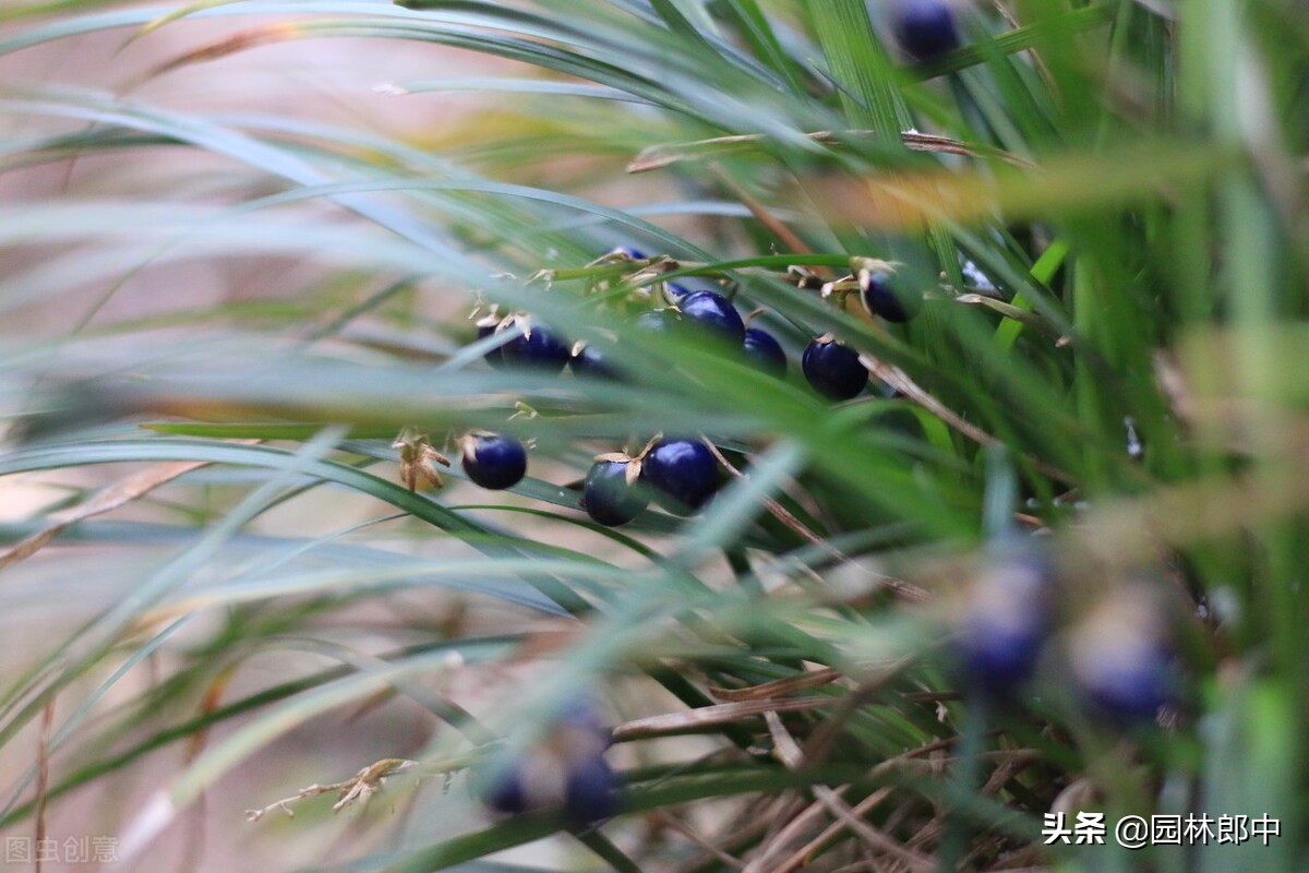 麦冬草坪除杂草,麦冬草怎样消灭