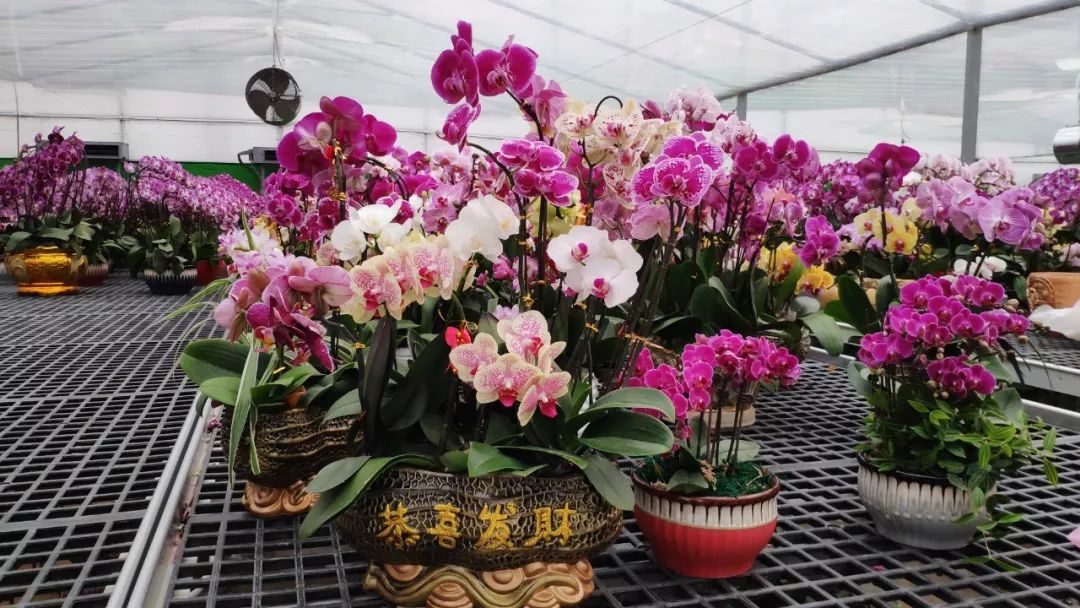 小学手工创作作品,爱手工爱生活创作