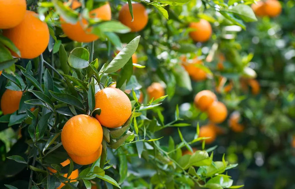蛋白质粉的科普知识,植物蛋白的蛋白粉是什么样的