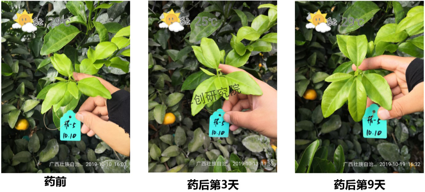 多效唑会抑制果实生长吗,多效唑会影响果实膨果吗