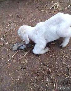 羔羊瘫软病怎样治疗,预防治疗羔羊软瘫病方法