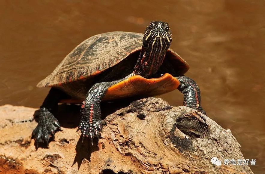 怎么养龟存活率大,养龟应该规律喂食还是不规律喂食