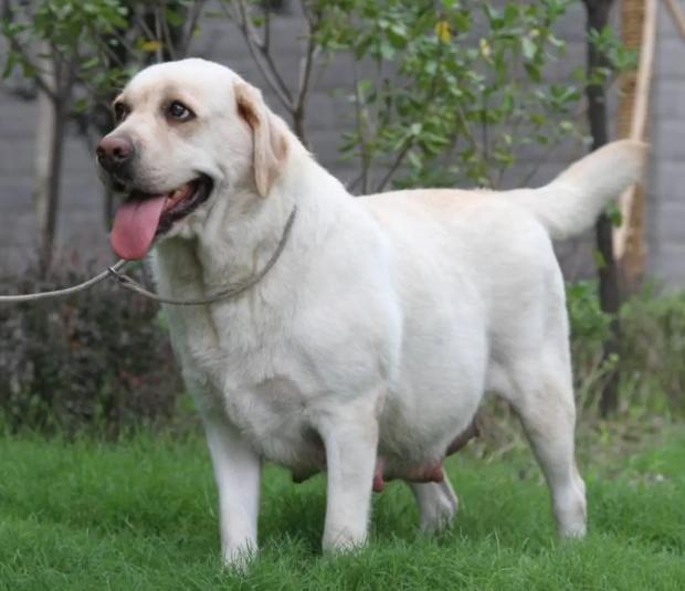 母狗为什么会吃掉自己宝宝的便便,母狗为什么会咬小幼崽