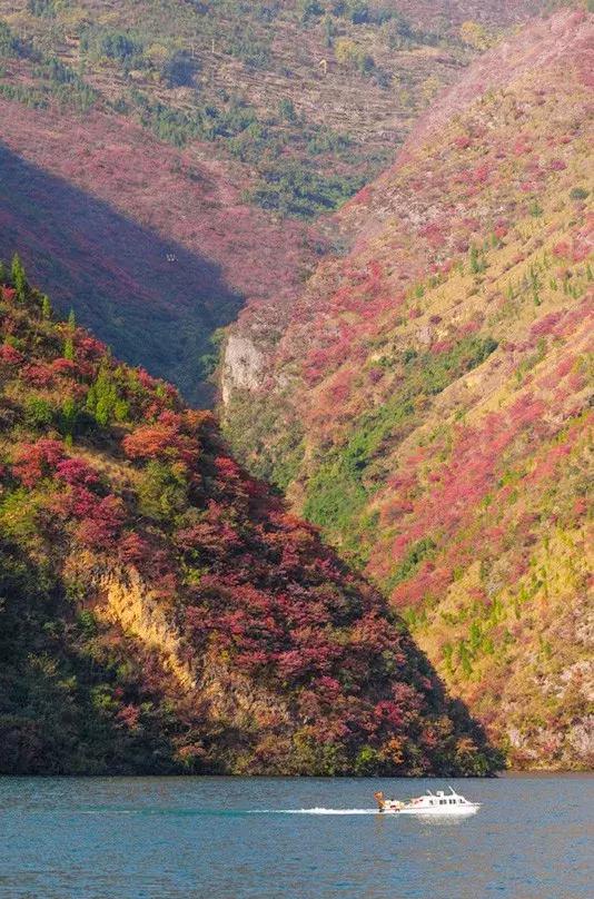 比光雾山还红，比金川彩林还晚，中国顶级的红叶盛宴正当时！