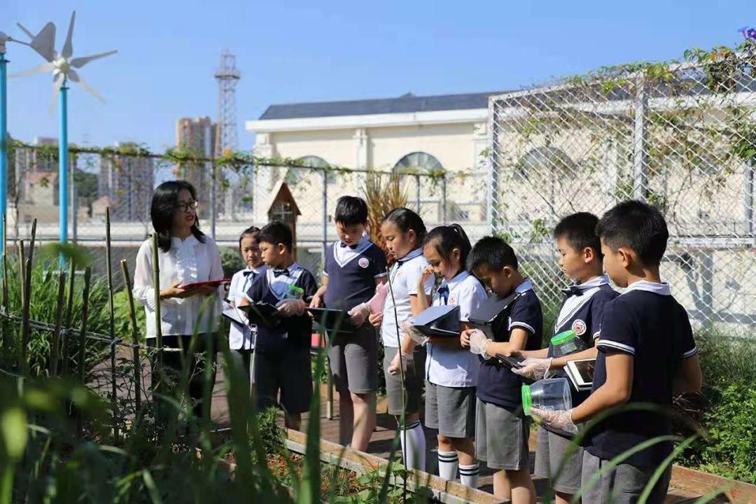 深圳罗湖百仕达小学,深圳百仕达小学是走读吗