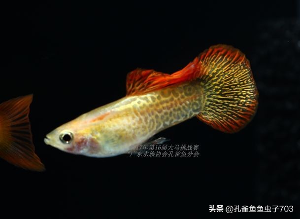 孔雀鱼100条,孔雀鱼20缸10条鱼