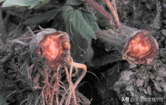 草莓青果发红是什么病害,草莓红杆病害图片大全