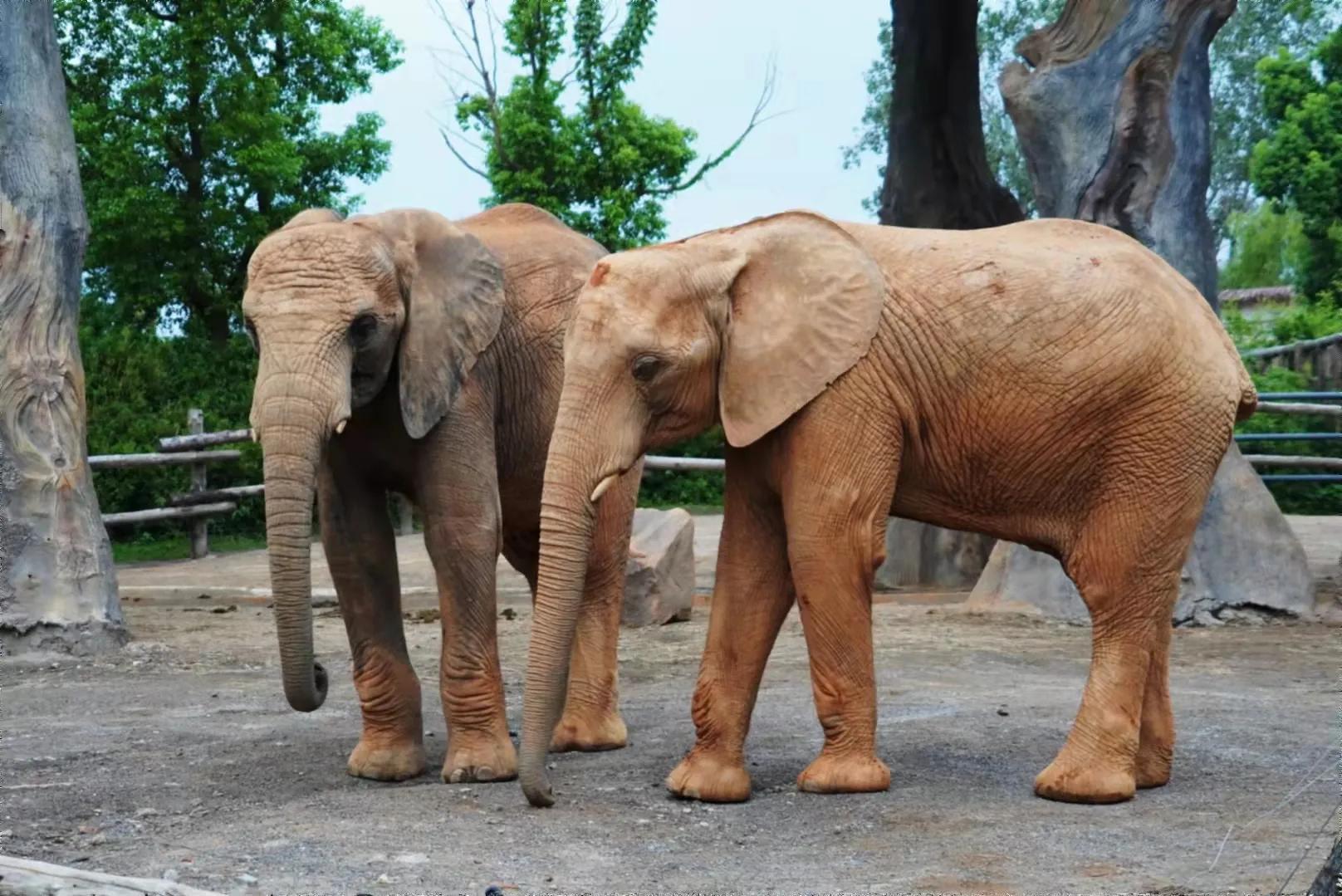 上海野生动物园真的值得去吗,上海野生动物园好玩吗值得去吗