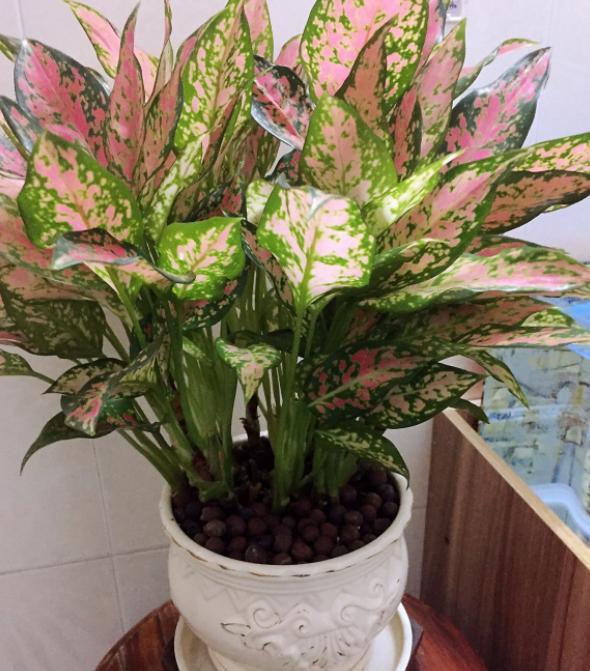 养花选这12种吉祥花,6种吉利花养在客厅最适合