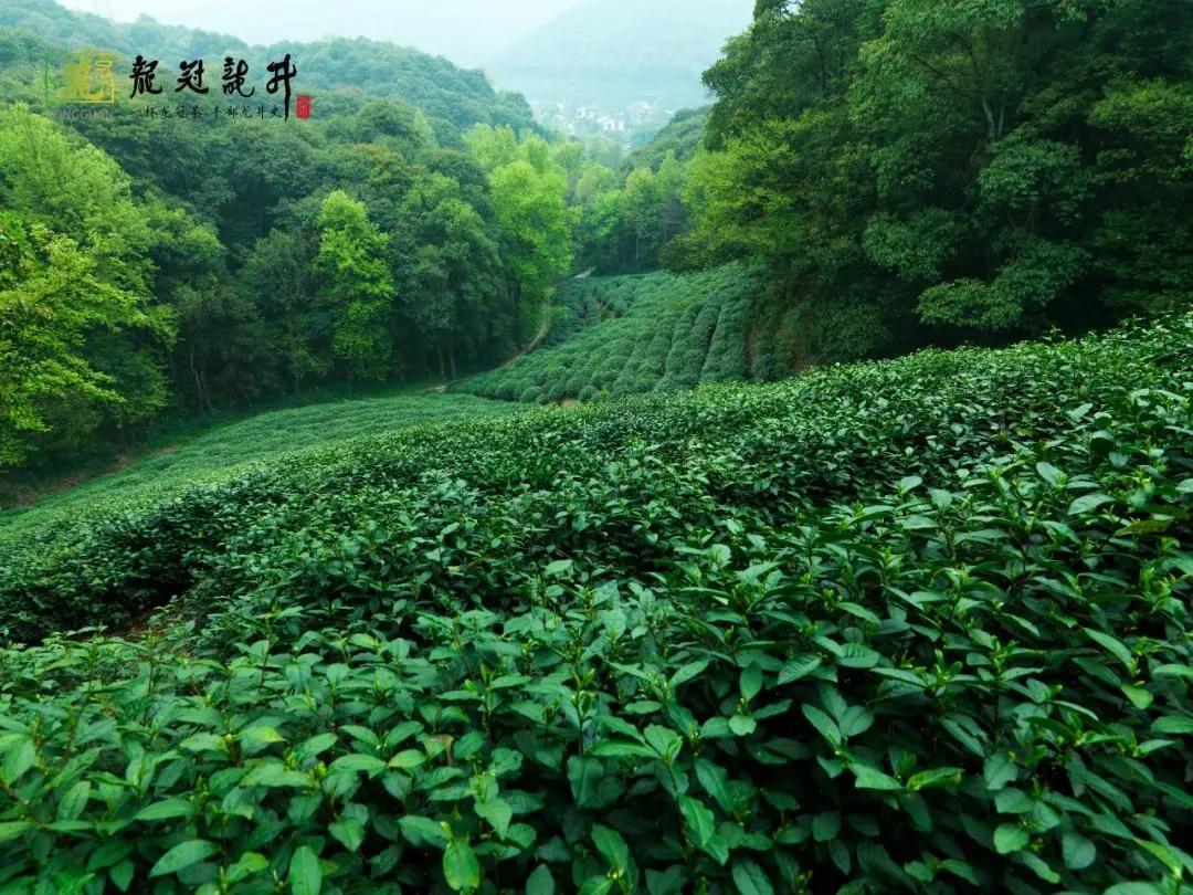 茶知识龙井推荐,西湖龙井的茶型介绍