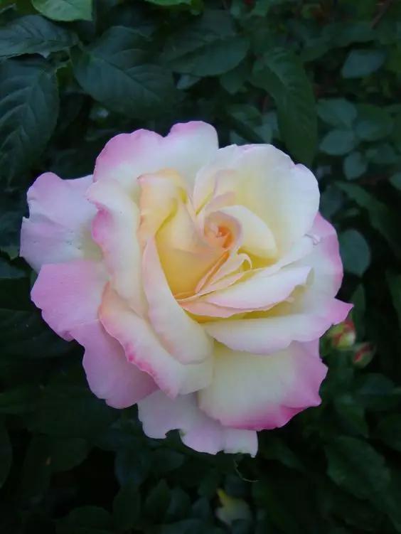 至爱之花,至爱之花歌曲