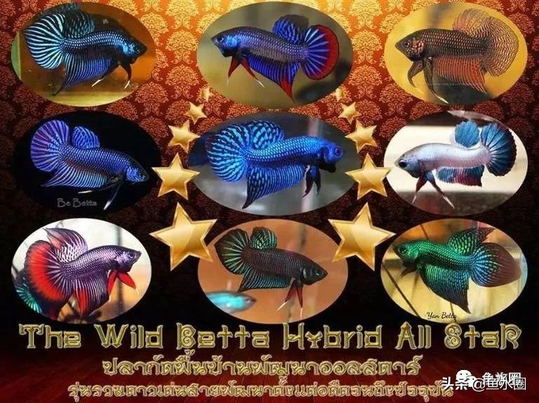 泰国斗鱼和中国斗鱼的杂交品种,中国斗鱼与泰国斗鱼哪个更厉害