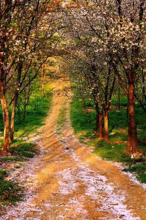 去日本观赏樱花最佳去哪个岛,去日本观赏樱花可能去什么岛