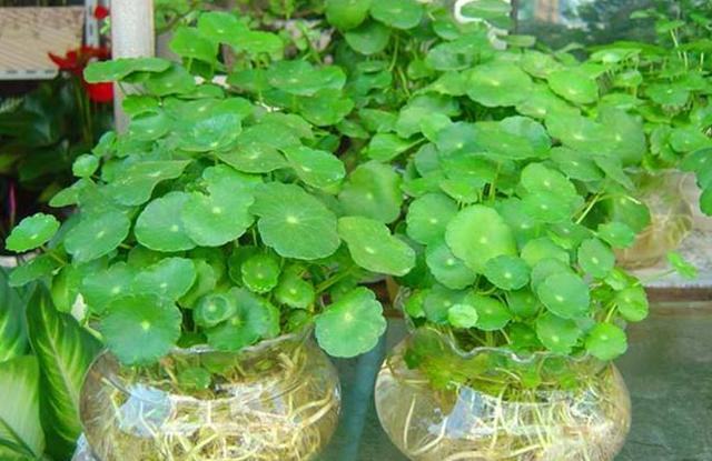 家中水养的15种花,这5种花特别耐涝越浇水越会爆盆