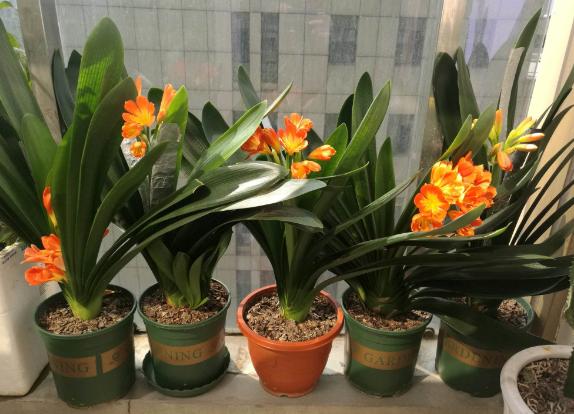 油烟机的废油别扔留下省钱又实用,油烟机废油养花的正确方法