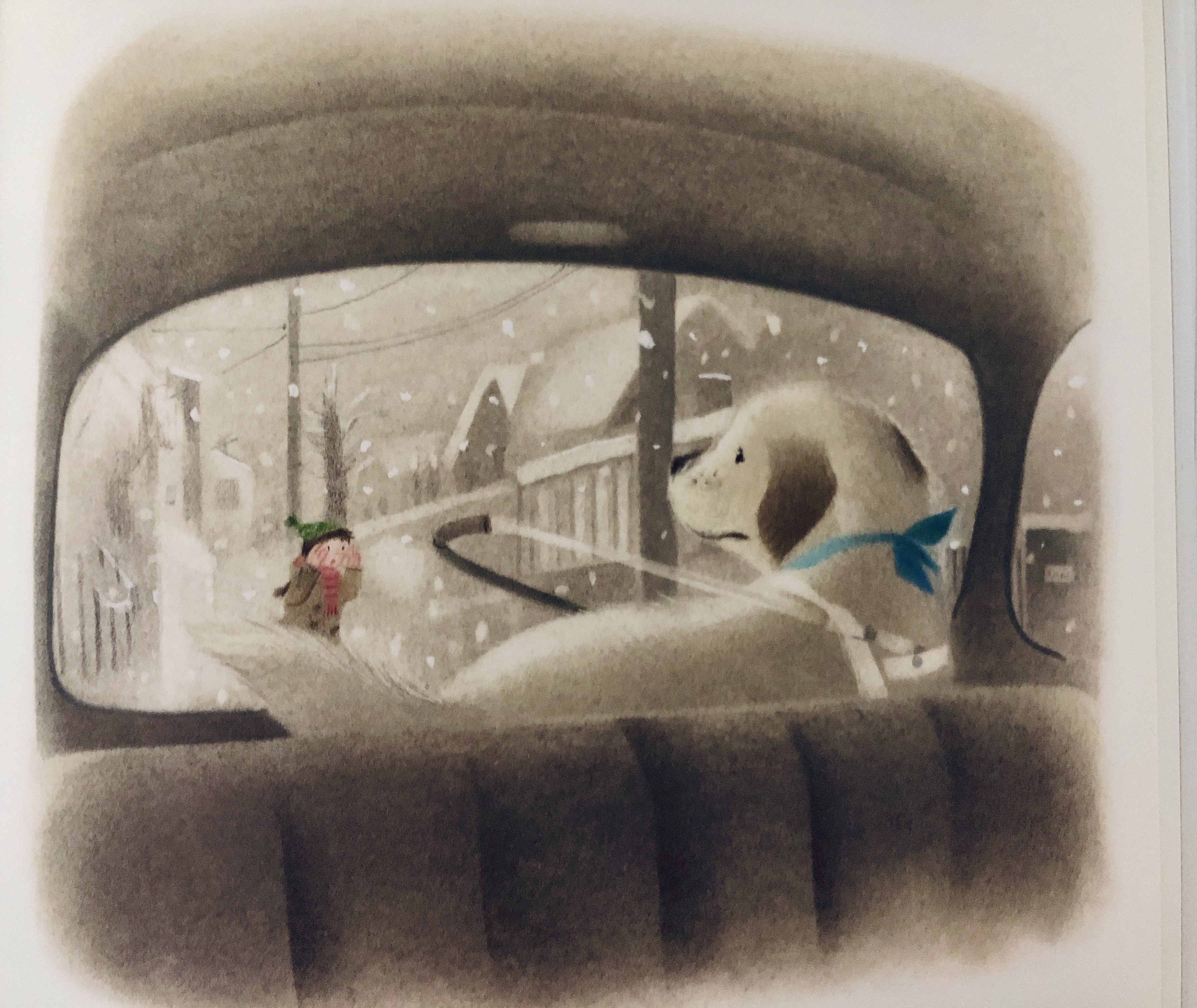 导盲犬的一生五个特征,导盲犬的生命历程回顾