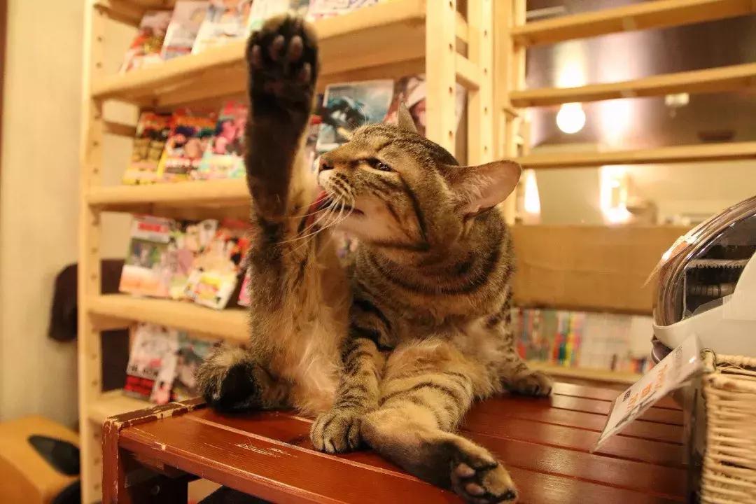 可以撸羊驼撸猫撸狗的咖啡厅,猫咖咖啡馆买猫