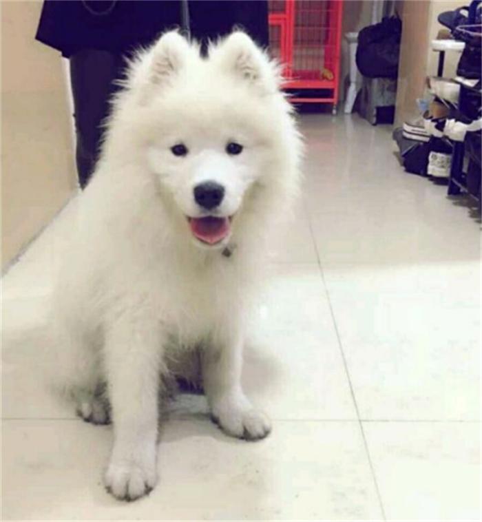 一岁的萨摩耶老是拆家怎么办,6个月的萨摩耶还能接受主人吗