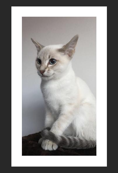 白底照片怎么拍怎么制作,如何制作无接缝照片教程