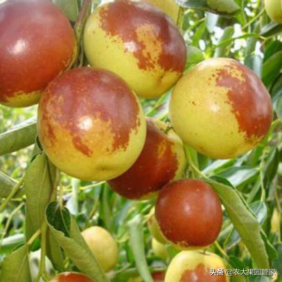 种植新品种果树苗一手货源,各种新品种果树苗木一手货源