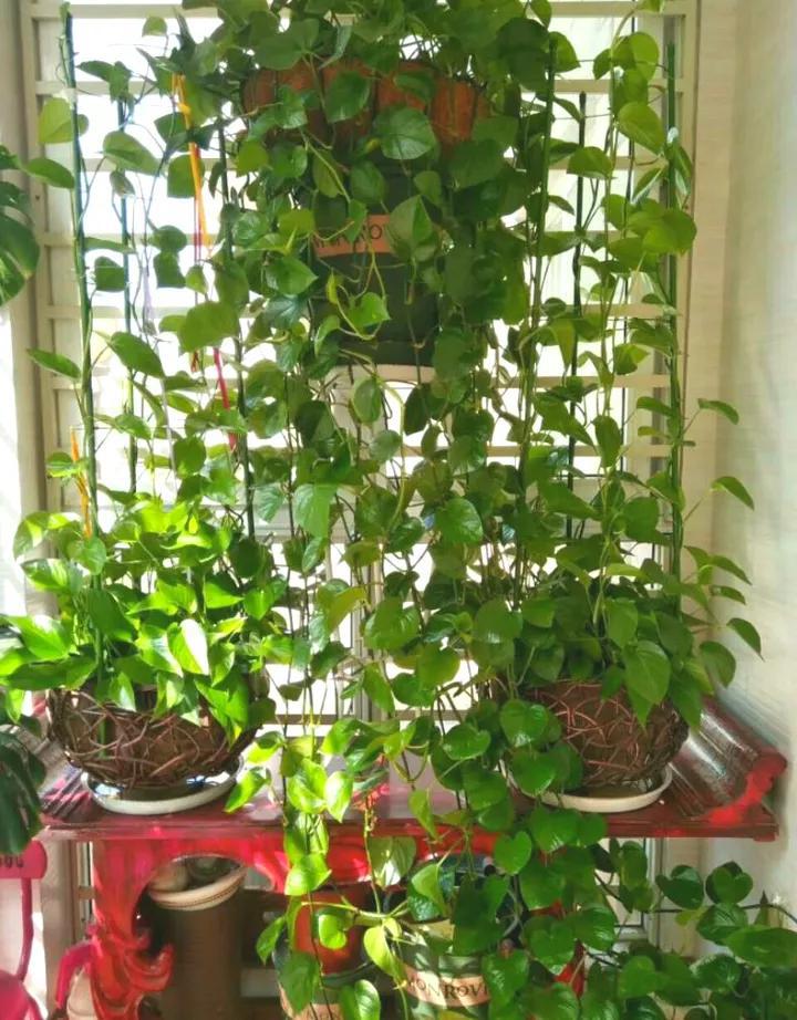 做到这几点绿萝绝对会疯长不停,绿萝有一个小机关打开它立马疯长