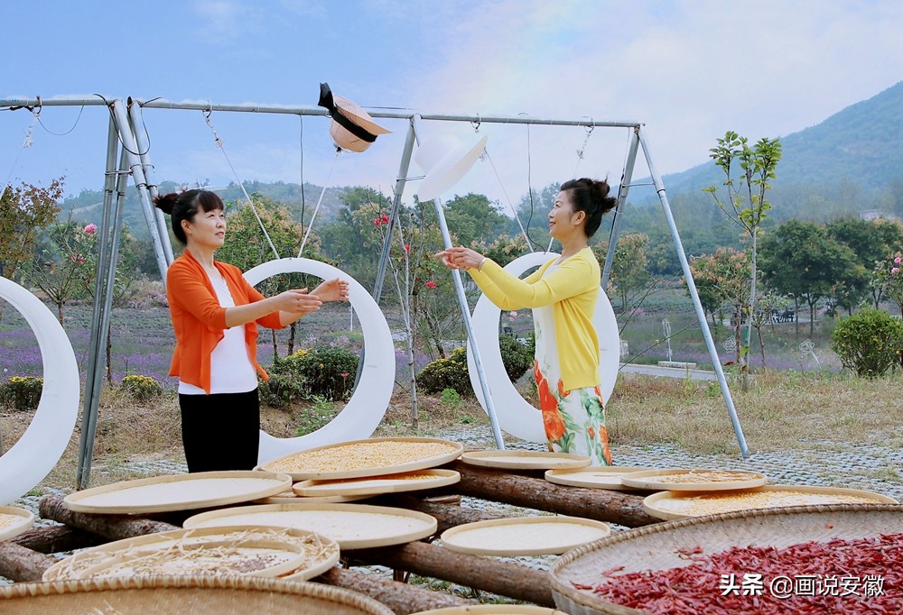 蚌埠禾泉小镇花海门票,游禾泉小镇