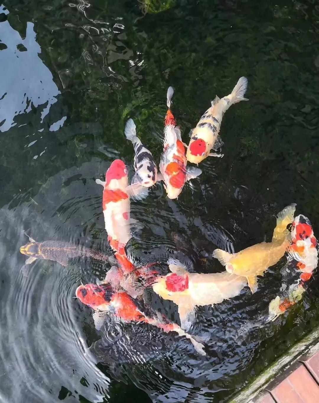 养鱼六大坑你中了几招,养鱼走过的雷区