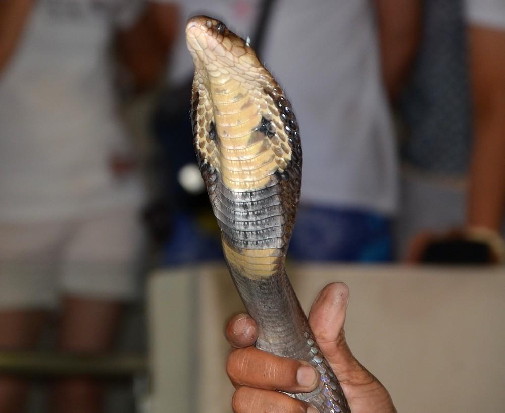 平头哥和蛇獴被蛇咬后的症状,平头哥被蛇咬了为什么不会死