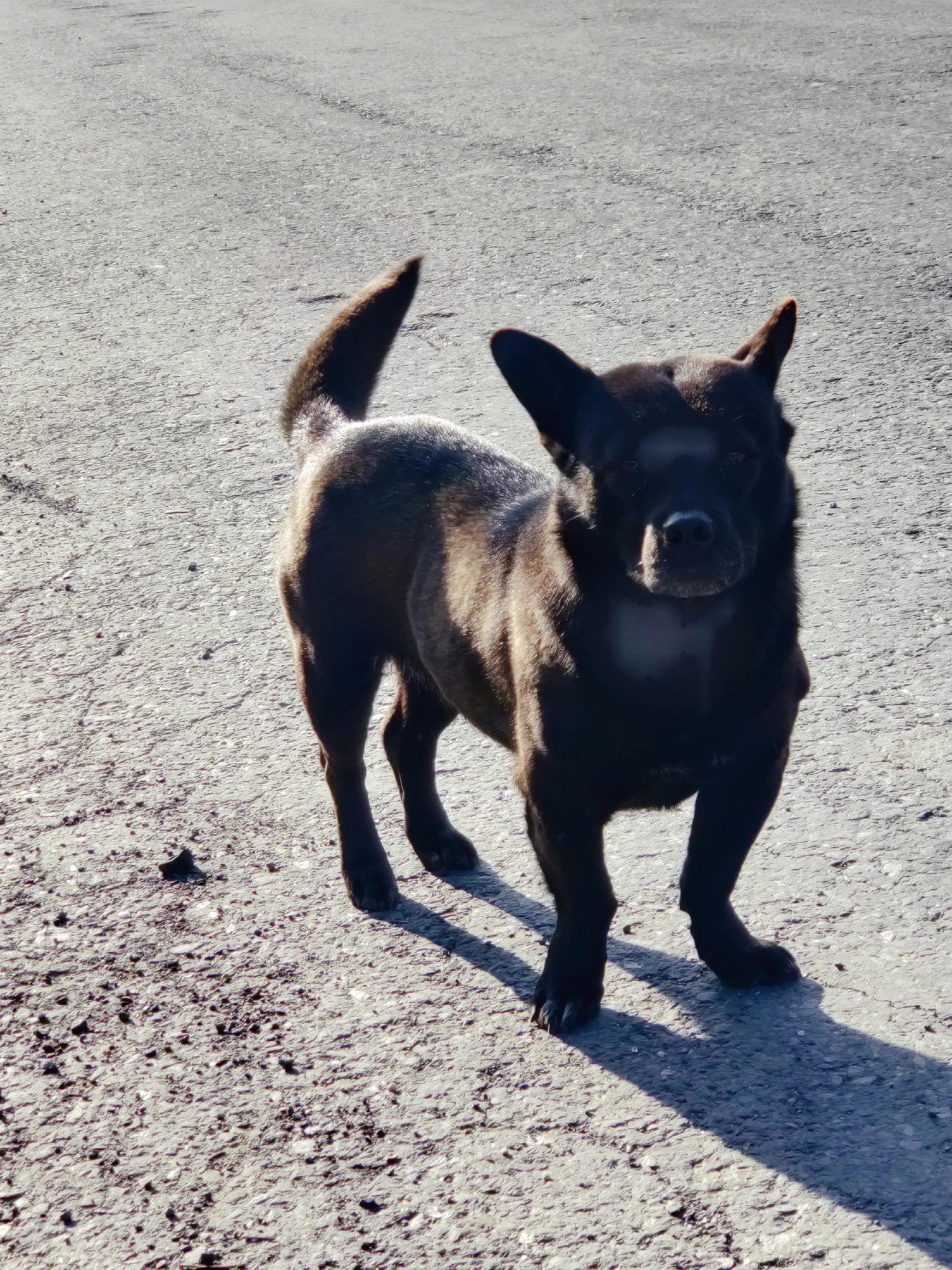 我们和流浪狗本质上没有什么不同,狗狗和流浪狗的故事真的很多