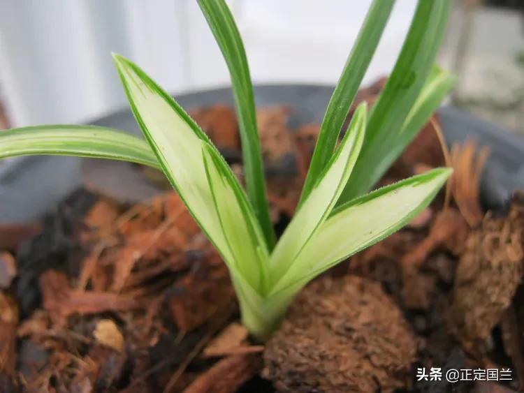 为什么兰花被称为国兰,为什么兰花又叫国兰