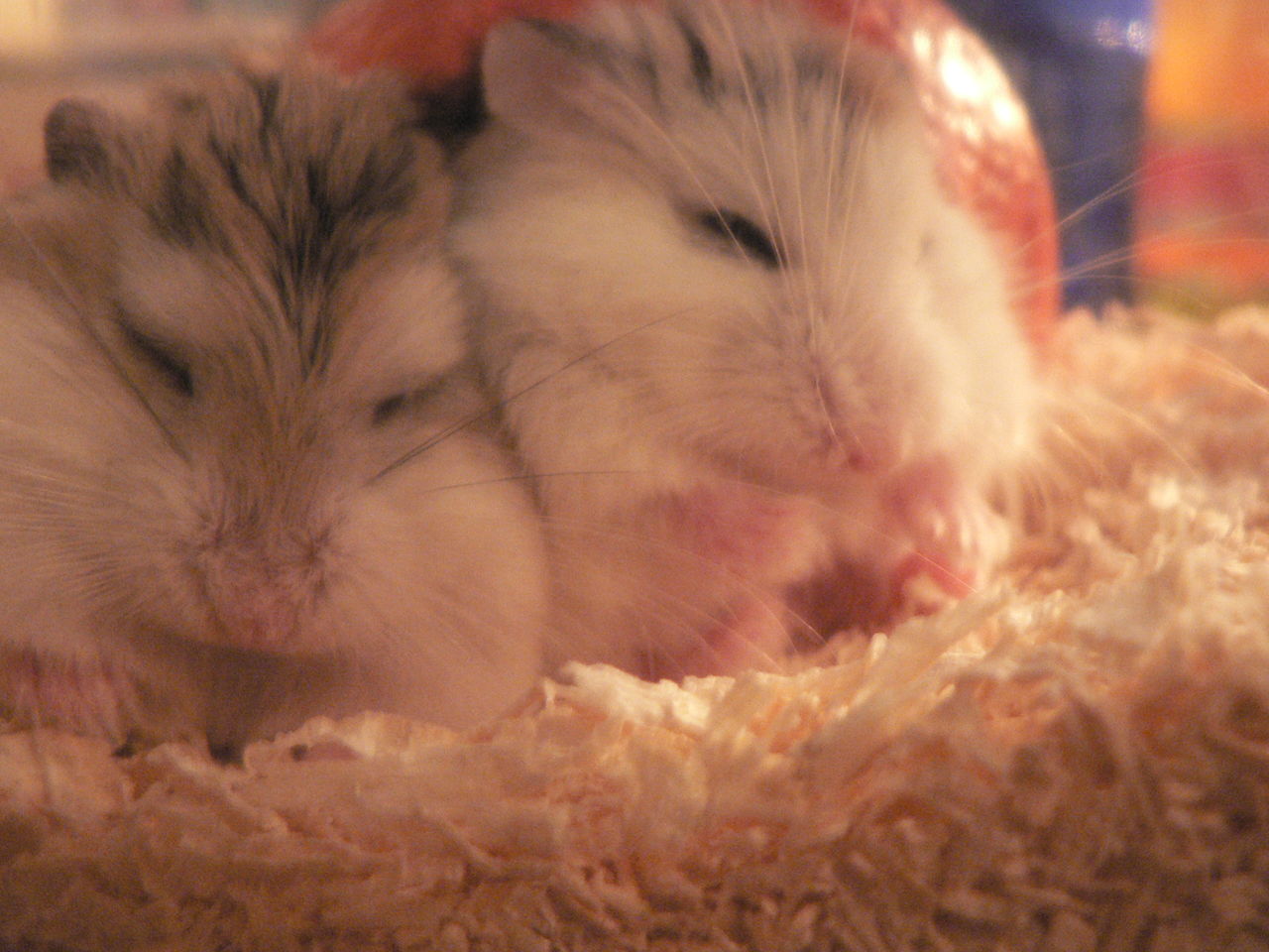 如何照顾仓鼠,仓鼠产后怎么照顾