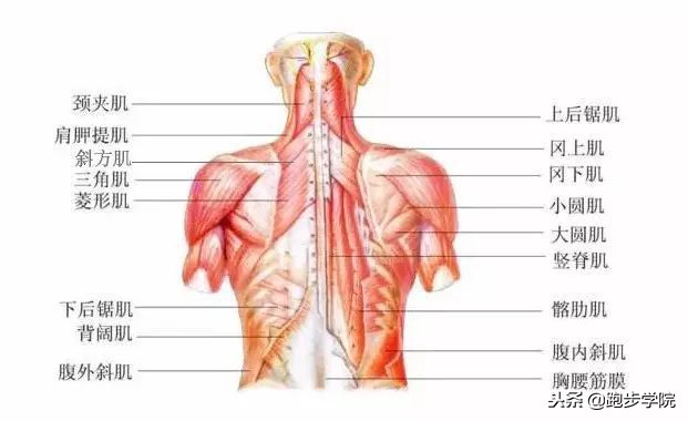 久坐引起的后背疼痛做什么运动,长时间不运动跑步后背痛怎样恢复