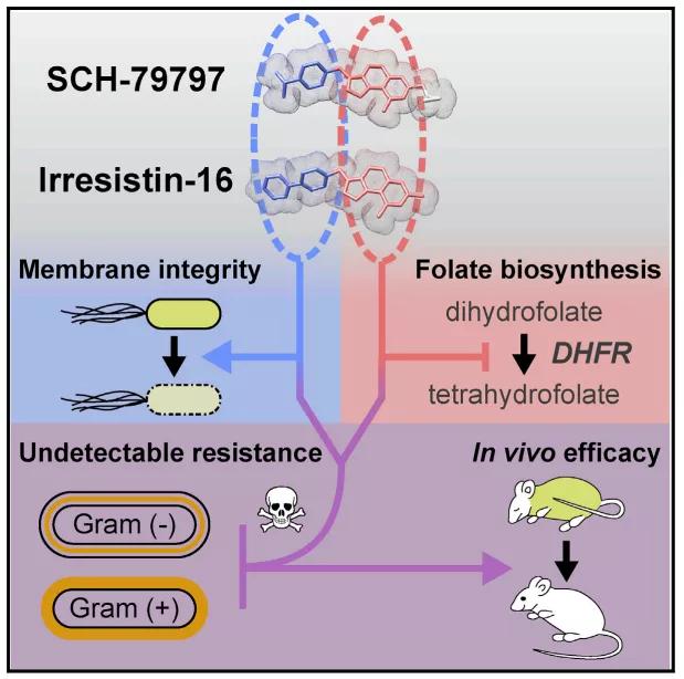 对革兰阴性杆菌有效的广谱抗生素,治疗革兰氏阴性菌最好的抗生素